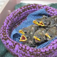 来自加拿大的公益活动 用毛线编织为野生小动物筑巢
