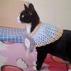 貓咪的鉤針小清新披肩 手工編織寵物服飾