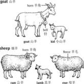 羊是Goat还是Sheep？Virgin wool是什么羊毛？毛线小知识