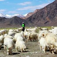 西藏绒山羊养殖 使软黄金山羊绒变成真金