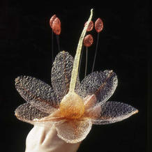 对自然世界的好奇让她用尼龙丝编织出植物朦胧美 