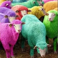 羊年谈羊 了解美丽诺羊毛的诞生