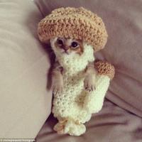 小猫“山葵酱”的毛衣