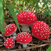 紅傘傘白桿桿   仿真度很高的鉤針蘑菇