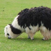 羊駝線（alpaca）簡(jiǎn)介